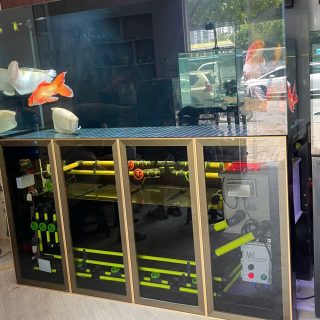 Bể cá Rồng hổ sam