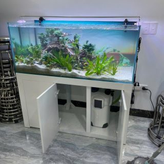 Bể cá thủy sinh