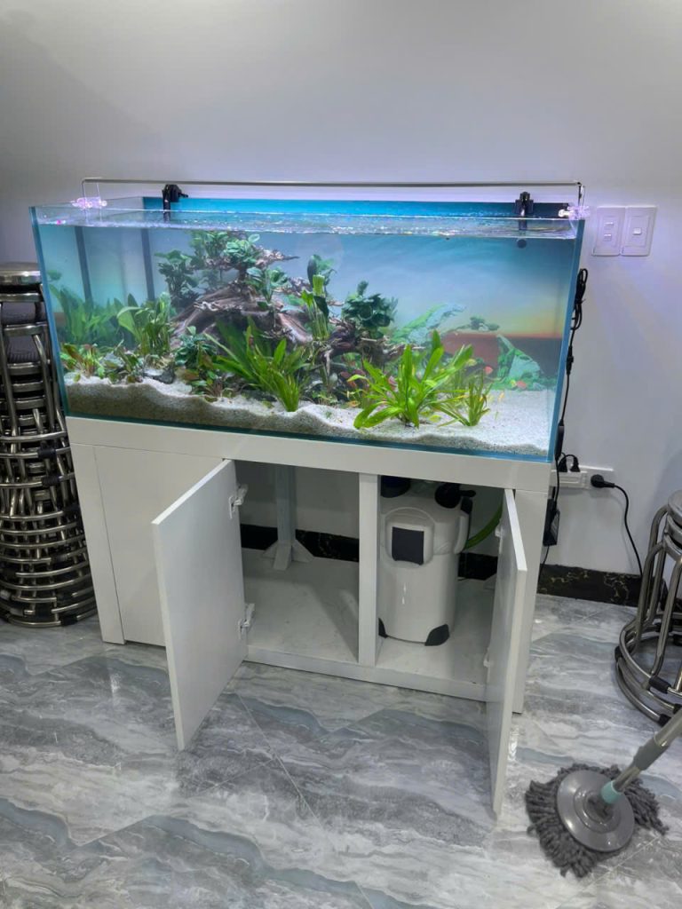 Tiểu cảnh bể cá