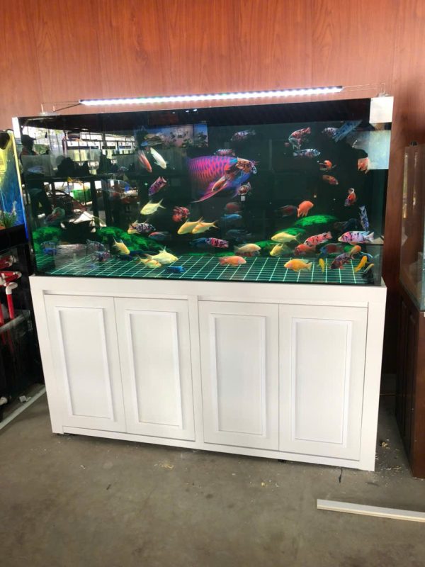 Hồ cá 80x40x40