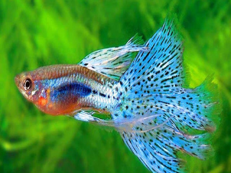 cá cảnh giá rẻ