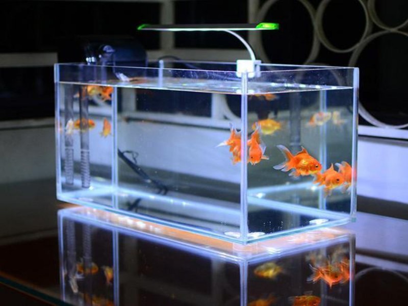 Hồ Thủy Sinh 80x40x40 Giá Bao Nhiêu