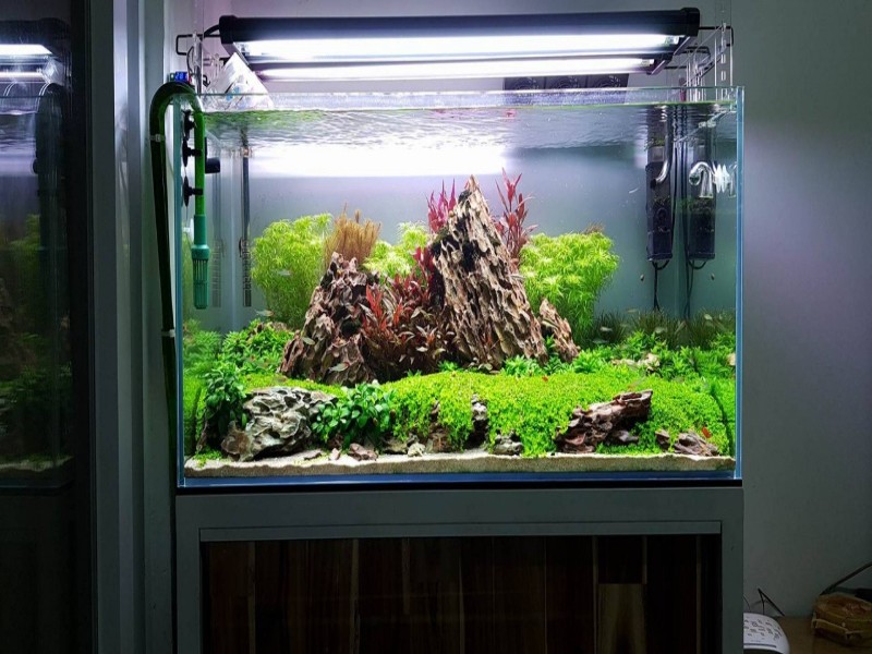 Hồ Thủy Sinh 80x40x40 Giá Bao Nhiêu