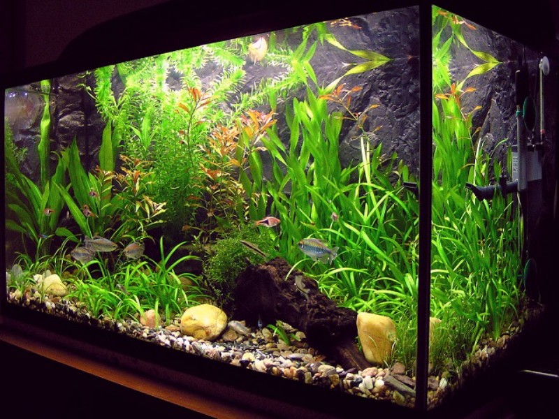 Hồ Thủy Sinh 80x40x40 Giá Bao Nhiêu