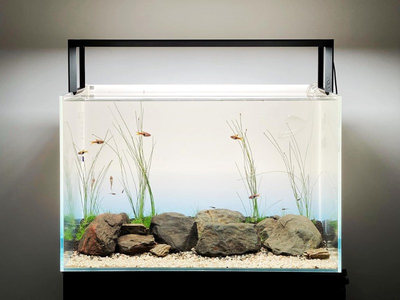 Hồ Thủy Sinh 80x40x40 Giá Bao Nhiêu