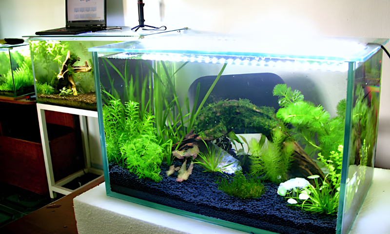 Cách setup bể cá ít tảo