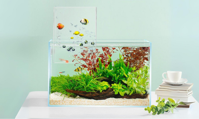 Bể cá thủy sinh cho người mới