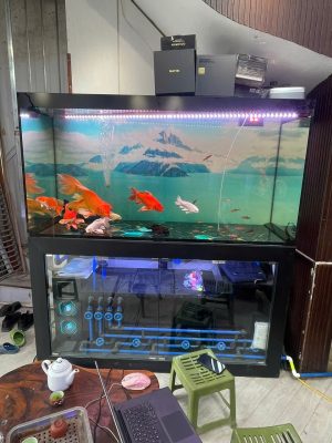 Kích thước bể cá phù hợp phòng khách