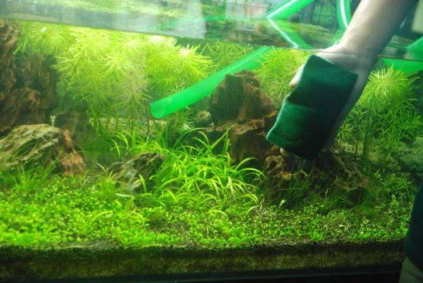 Khử đục nước hồ cá