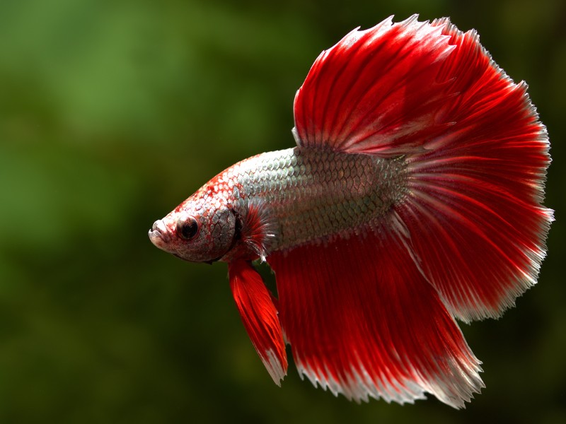 Bể cá nhỏ nuôi gì
