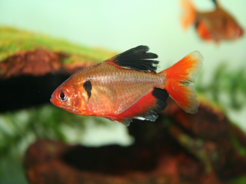 Bể cá nhỏ nuôi gì