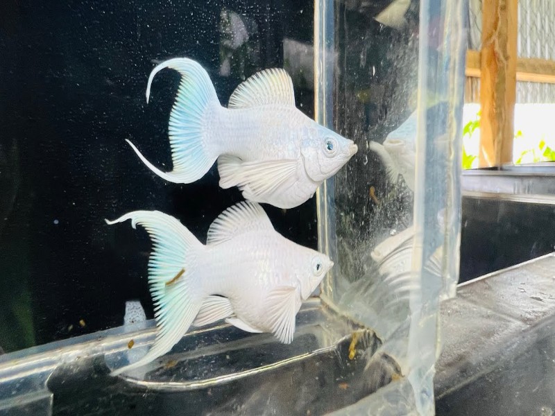 Bể cá nhỏ nuôi gì