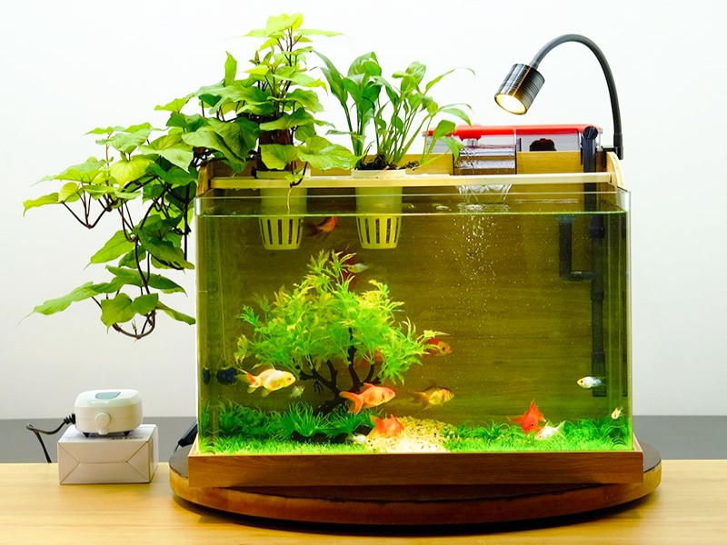 Bể cá nhỏ nuôi gì