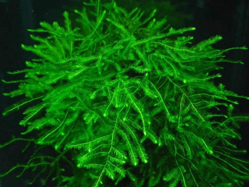 Cây thủy sinh dễ sống