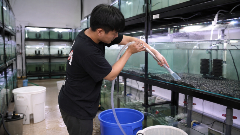 Vệ sinh sỏi nền bể