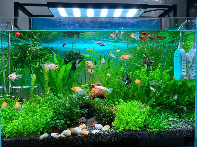 Các loài cá cảnh đẹp