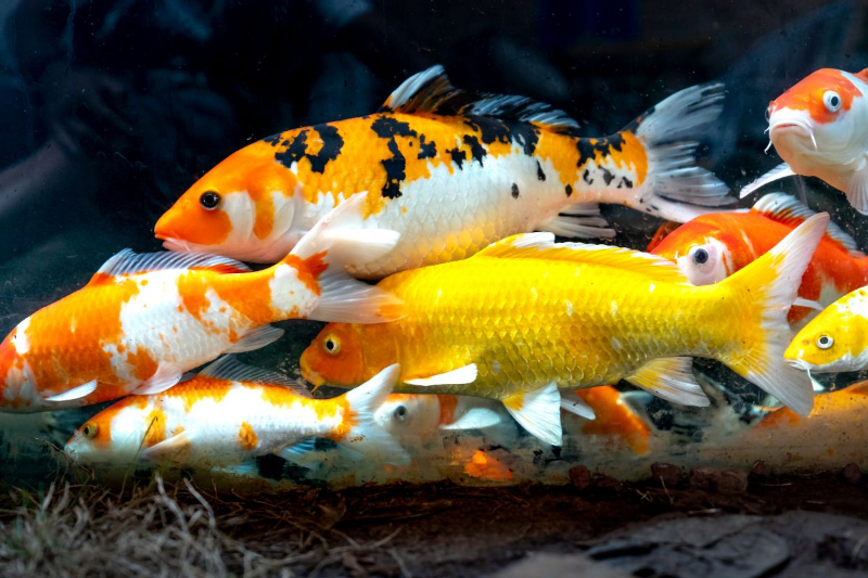 Các loài cá cảnh đẹp