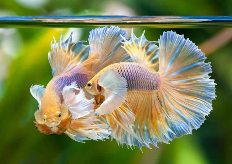 Các loài cá cảnh đẹp