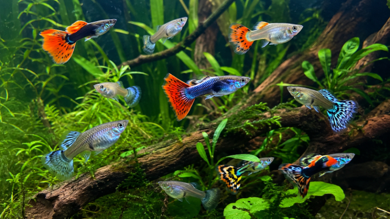 Các loại cá cảnh dễ nuôi